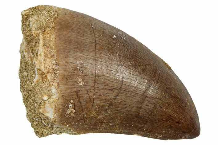 Fossil Mosasaur (Hainosaurus) Tooth - Morocco #345153